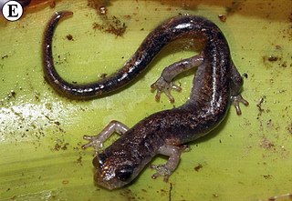 <i>Pseudoeurycea ruficauda</i> Species of salamander