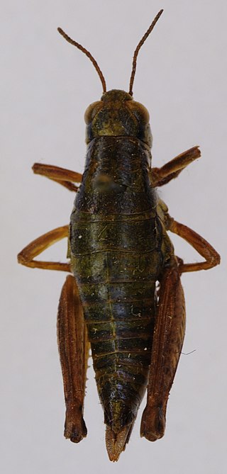 <i>Pseudoprumna</i> Species of grasshopper