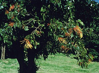 <i>Psittacanthus schiedeanus</i> species of plant