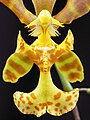 Psychopsiella limminghei Labellum