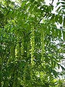 Pterocarya fraxinifolia.