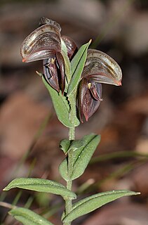 <i>Pterostylis concava</i> species of plant