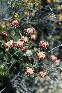 <i>Pultenaea ericifolia</i> Species of flowering plant