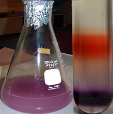 Purple culture of Haloarchaea (left) and isolated purple and red membrane components (right) Purplemembrane.tif