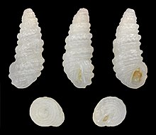 Pyramidelloides mirandus 01.jpg