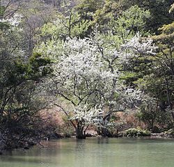 みどりヶ池と白い花を付けたマメナシ、国指定天然記念物「多度のイヌナシ自生地」にて