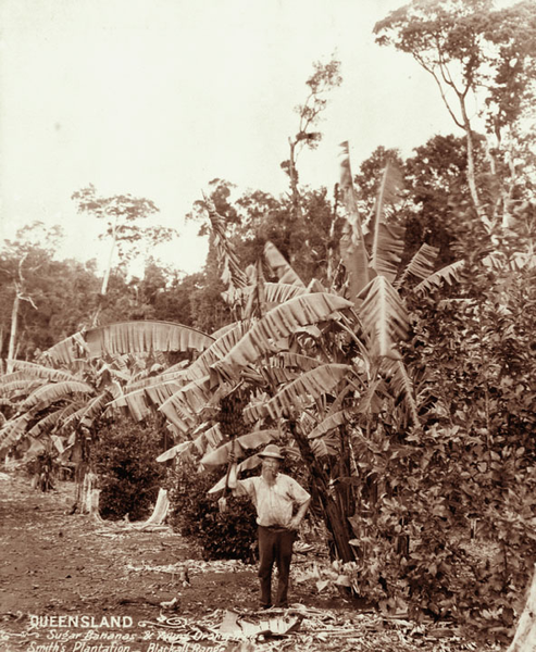 File:Queensland State Archives 2399 Sugar bananas young orange trees and bearded man at Smiths plantation Blackall Range c 1899.png