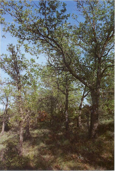 File:Quercus faginea.jpg