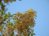 Дуб корковий (Quercus suber) у Фару, Португалія