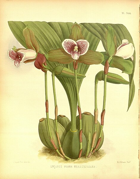File:R. Warner & B.S. Williams - The Orchid Album - volume 07 - plate 306 (1888).jpg