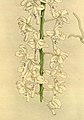 Macropodanthus berkeleyi (as syn. Thrixspermum berkeleyi) Plate 436 in: R.Warner - B.S.Williams: The Orchid Album (1882-1897) (Detail)