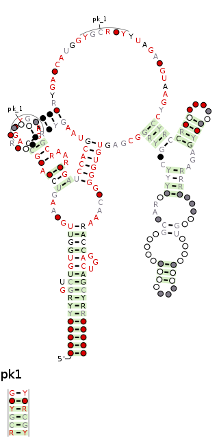 <i>raiA</i> RNA motif Structure in nucleic acids