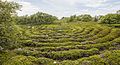 * Nomination Stone labyrinth, Bolshoi Zayatsky Island, Solovetsky Islands, White Sea, Russia --Godot13 01:02, 20 October 2016 (UTC) * Promotion Good quality. --Johann Jaritz 02:20, 20 October 2016 (UTC)