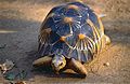 Radiated Tortoise (Astrochelys radiata) (9583610710).jpg