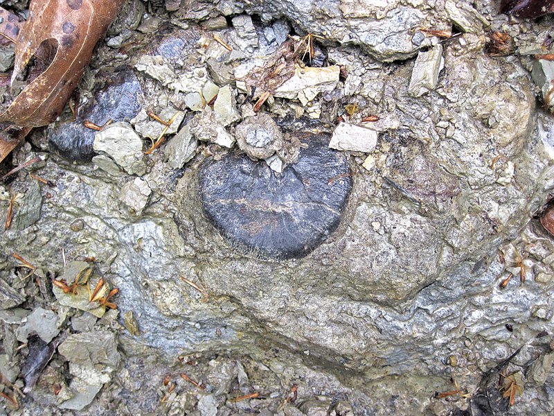 File:Rafinesquina ponderosa (fossil brachiopod) (Arnheim Formation, Upper Ordovician; Roaring Run, Warren County, Ohio, USA) 3 (44572420665).jpg