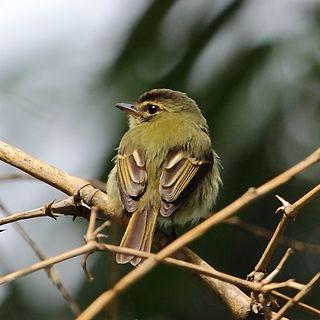 Large-headed flatbill species of bird