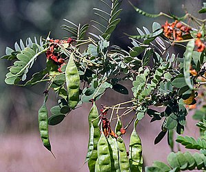 Ranawara or Avaram- Senna auriculata at Sindhrot near Vadodara, Gujrat Pix 047.jpg