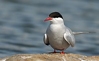 Randtiir - Arctic tern - Sterna paradisaea (3).jpg