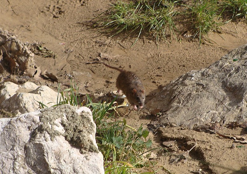 File:Rat à Brignoles 9.jpg