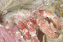 Red Hermit Crab.jpg