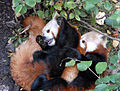 Panda e kuqe duke luajtur me këlyshët