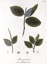 Vignette pour Salix pentandra