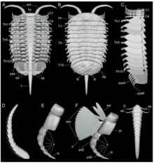 Reconstruction in various views. E=uniramous cephalic appendages F=biramous appendages Key: exopod (exo) exite (exi) protopodite (pt) podomere (pd) spine/setae (s) terminal claw (tc) Retifacies diagram.webp