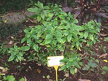 Rhinacanthus nasutus - Hong Kong Botanical Garden - IMG 9607.JPG