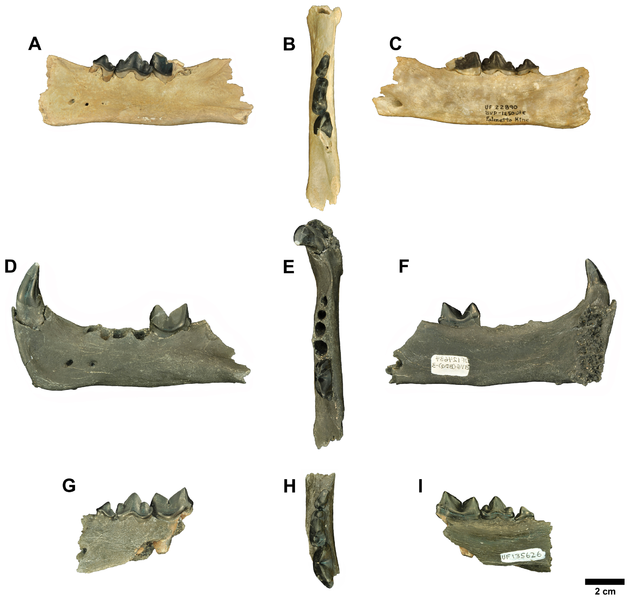 File:Rhizosmilodon.png