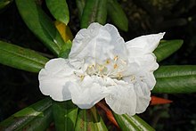 Rhododendron hyperythrum - San Francisco Botanik Bahçesi - DSC09958.JPG