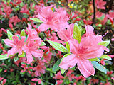 English: Rhododendron kaempferi Planch in Arboretum Rogow Polski: Azalia japońska - kaempferi