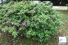 Rhododendron pulchrum - Tayvan milliy universiteti - DSC01097.JPG