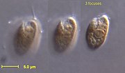 Miniatura para Cryptophyceae