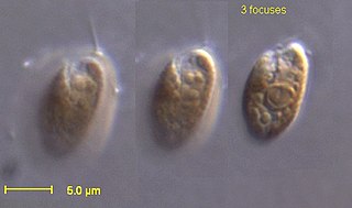 Cryptomonad Subphylum of algae