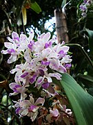 Rhynchostylis gigantea Lan ngọc điểm