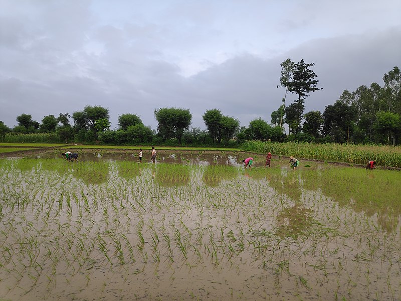 File:Rice Planting..jpg