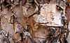 River birch bark.jpg