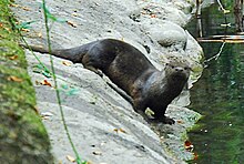 River Otter Life Cycle Chart