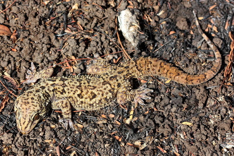 File:Rock Gecko.png