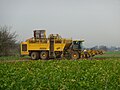 Sugar beet harvester. Baden-Württemberg, Germany.