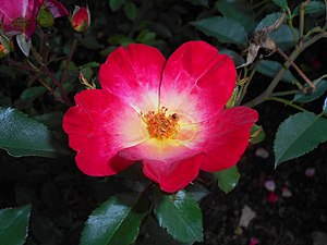 Rosa Cocktail 2016-07-19 3029.jpg