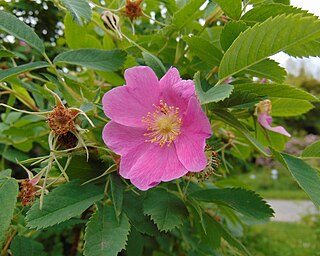 <i>Rosa webbiana</i> Species of plant in the genus Rosa