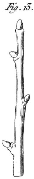 File:Rozier - Cours d’agriculture, tome 2, pl. 20 fig13.png