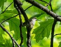 Thumbnail for File:Ruby-throated hummingbird on a nest (71636).jpg
