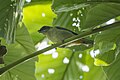 Rufous-naped greenlet