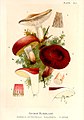 Russula heterophylla.jpg