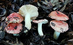 Russula silvicola 299912.jpg