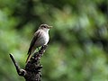 Muscicapa ruficauda (cat.)