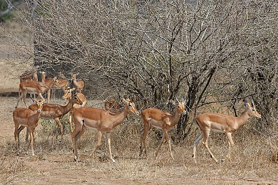 Wyróżnienie: Kruger National Park, impale