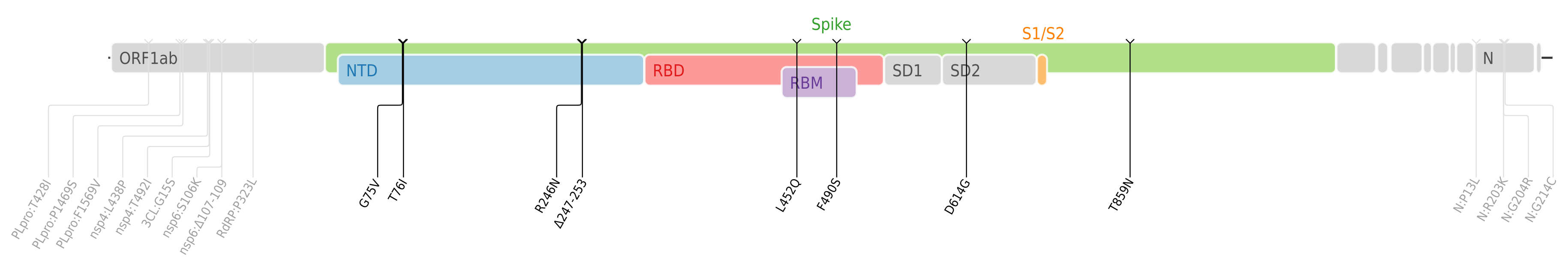 スパイクタンパク質に焦点を当てたSARS-CoV-2のゲノムマップ上にプロットされたラムダ株のアミノ酸変異[18]。